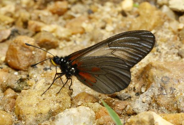 Acraea cinerea cinerea male UNS